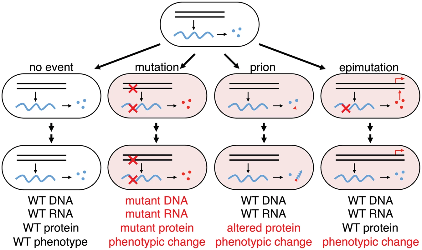 Phenotypic consequences from errors in information transfer in a cellular lineage.