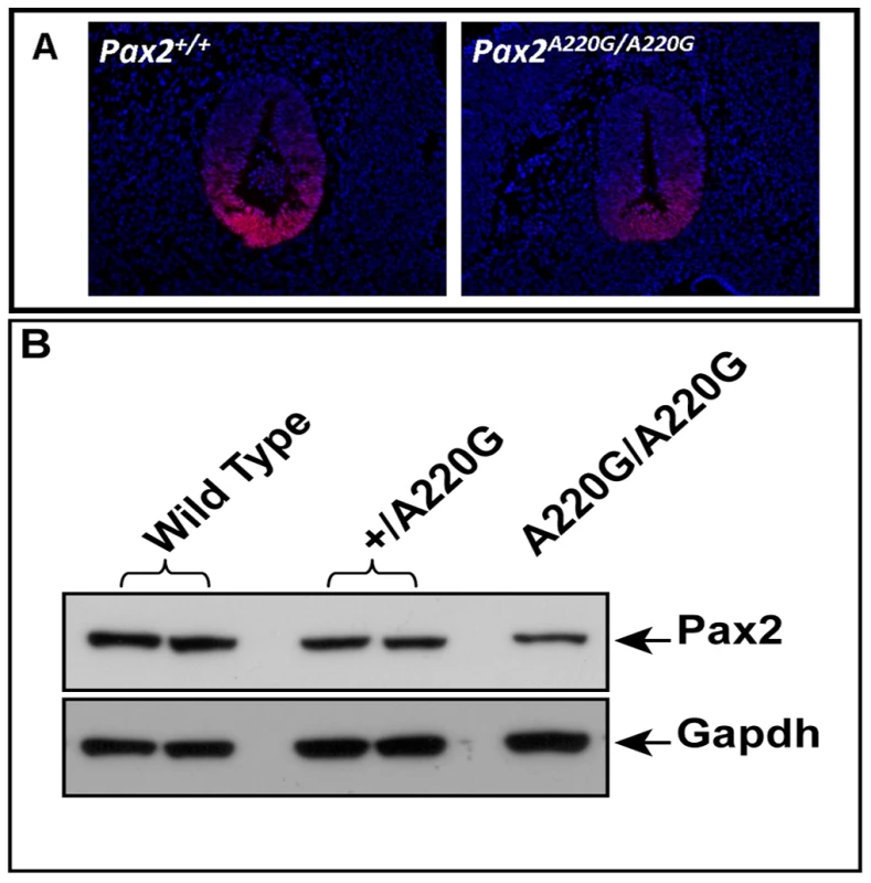 Comparison of wild-type and mutant Pax2 expression in embryonic mouse tissue.
