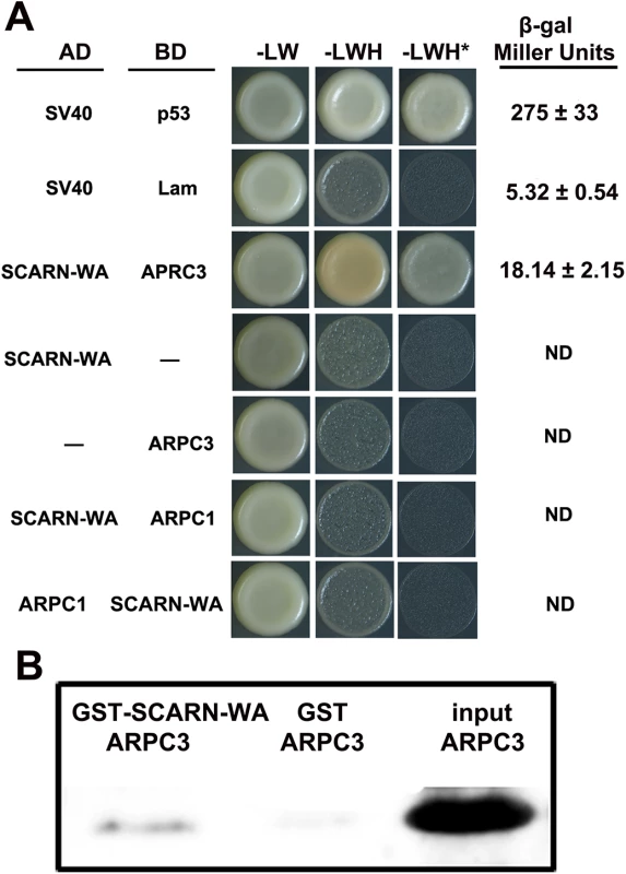 Assays of interaction between the WA domain of SCARN and ARPC1 and ARPC3.