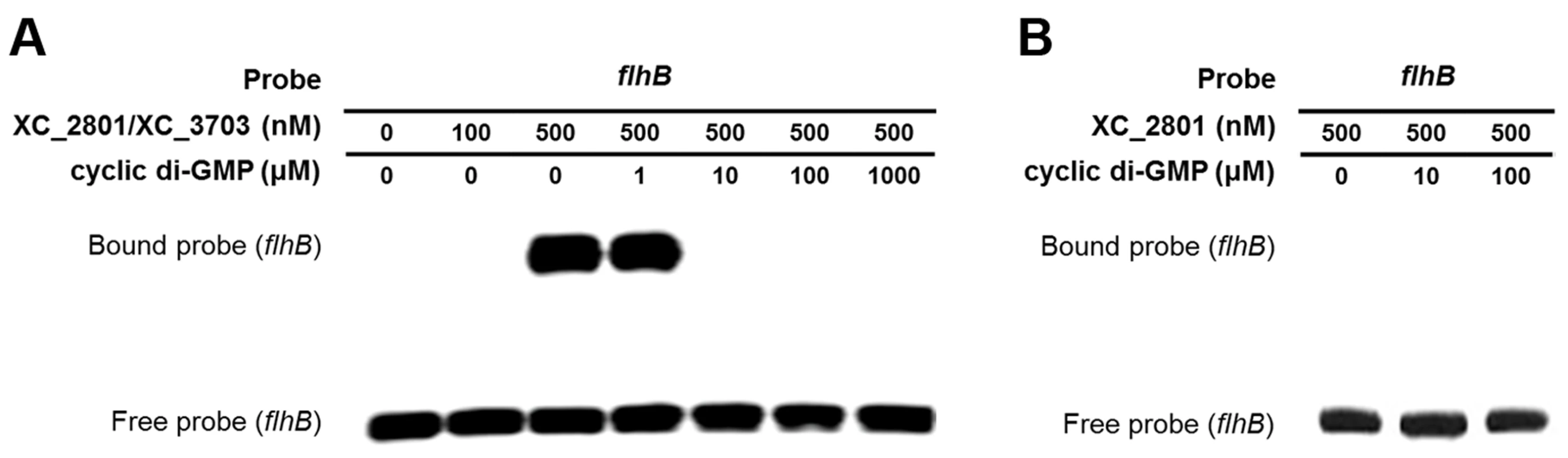 Binding of XC_2801//XC_3703 to the <i>flhBA</i> promoter is modulated by cyclic di-GMP.