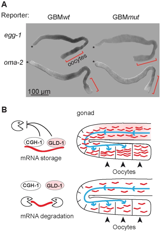 GLD-1 and CGH-1 co-regulated mRNAs accumulate in oocytes.