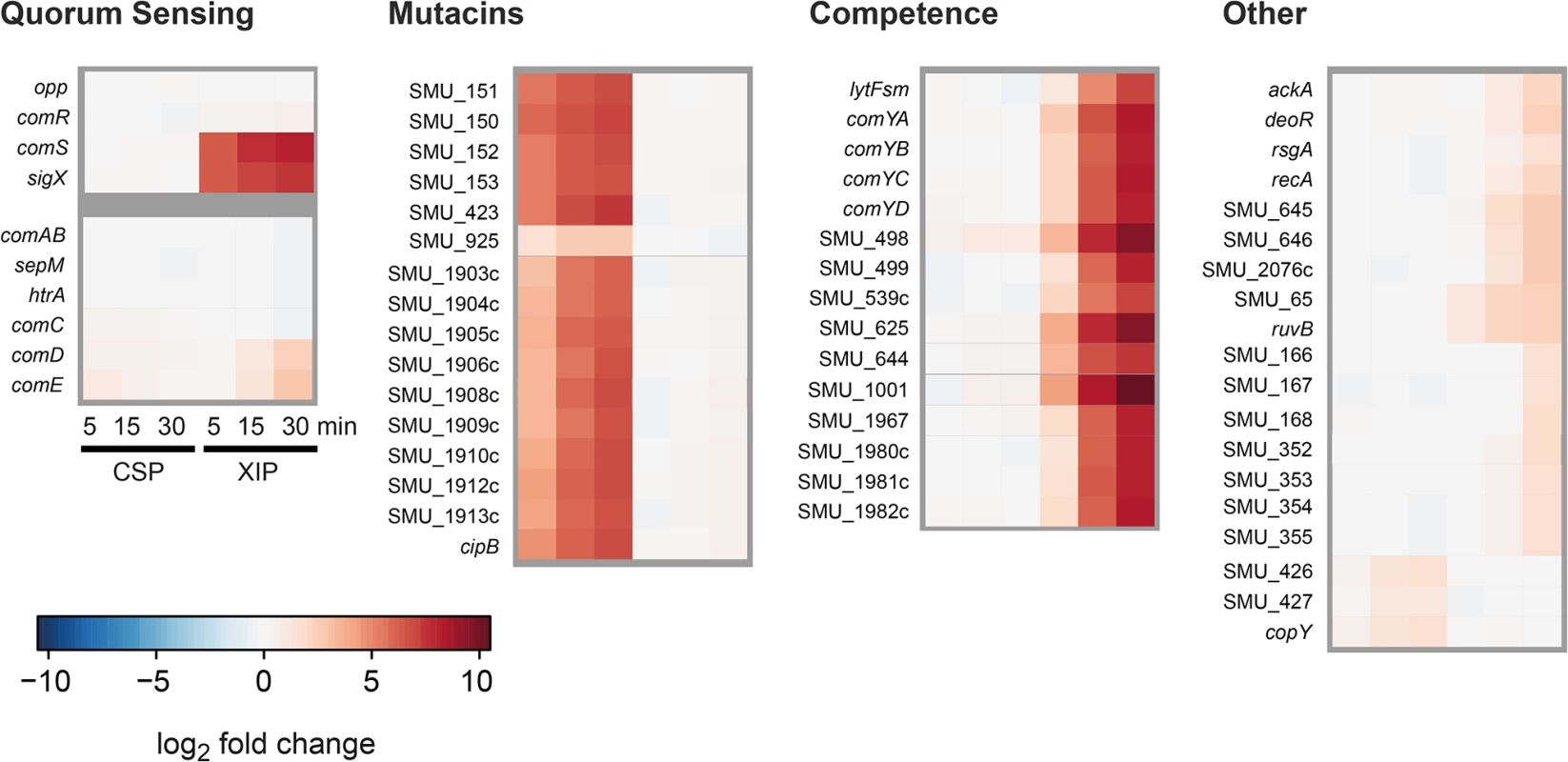Time resolved transcriptome analysis of XIP and CSP induced <i>S. mutans</i> WT cultures in CDM.