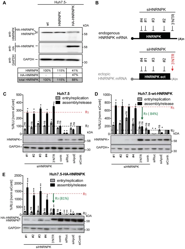 Ectopic expression of HNRNPK restores suppression of virus production in HNRNPK-silenced cells.