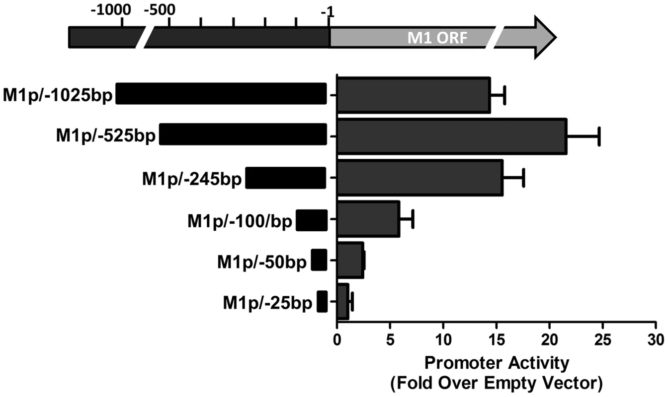 M1 promoter exhibits basal activity in a plasmablast cell line.
