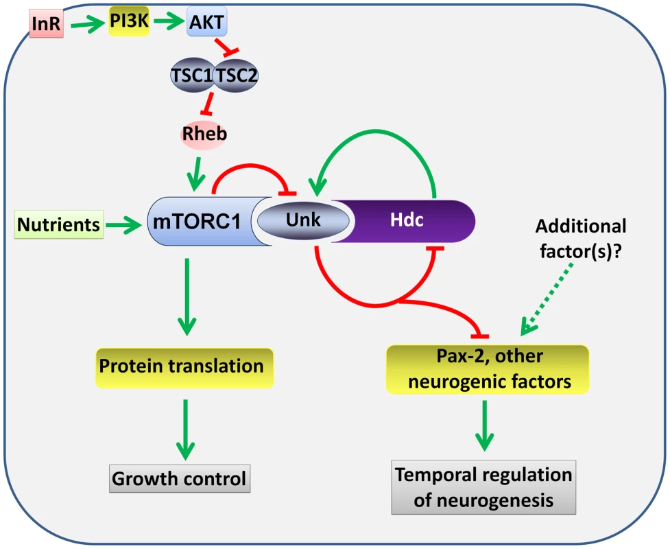 A model for the regulation of the timing of neuronal differentiation by the Unk/Hdc complex acting downstream of InR/mTOR signalling.