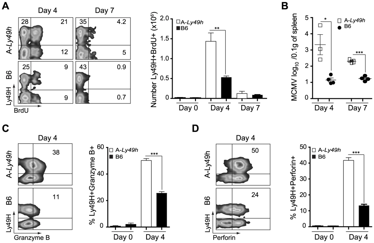 NK cells from A/J mice can proliferate and produce Granzyme B and Perforin following MCMV inoculums.