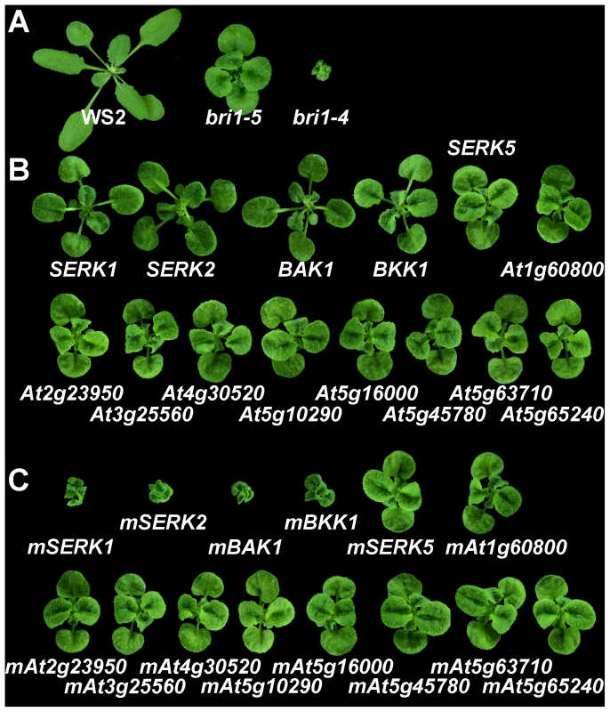 <i>SERK1</i>, <i>SERK2</i>, <i>BAK1</i>, <i>BKK1</i> are the only four genes in the LRR-RLK II subfamily playing redundant roles in mediating BR signal transduction.