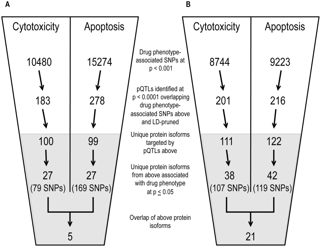 Identification of common proteins associated with differing phenotypes through independent pQTL signals for cisplatin and paclitaxel.