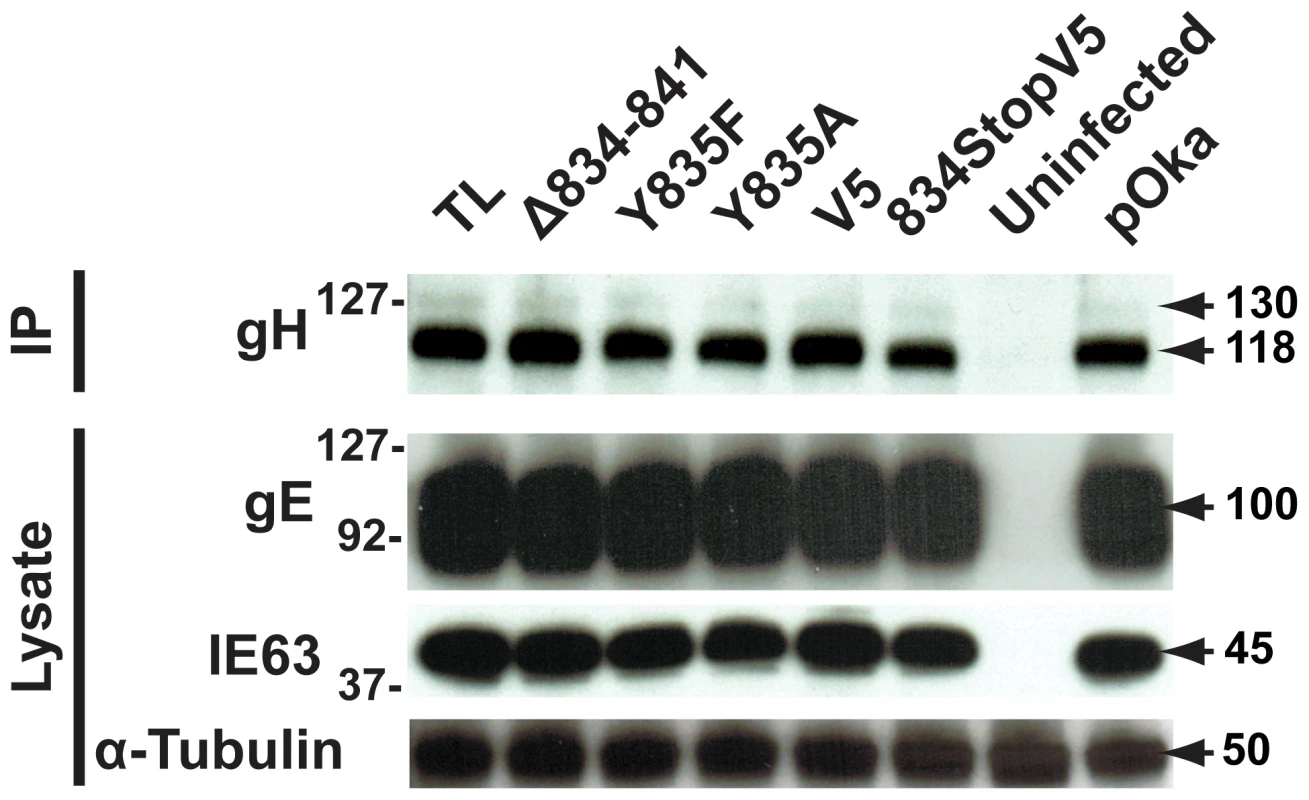 Amino acids 834-841 of the gHcyt are dispensable for gH maturation during infection of melanoma cells.