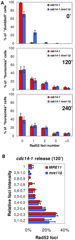 Accumulation of Rad52 foci after the <i>cdc14-1</i> release is independent on Mre11.