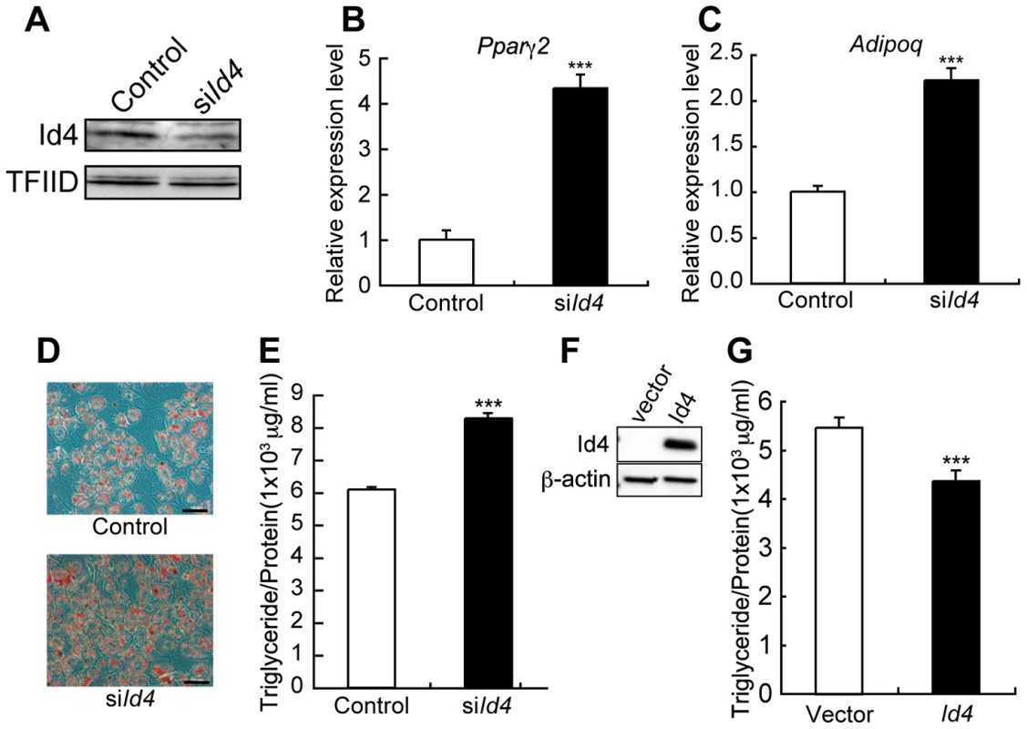 <i>Id4</i> weakly suppresses adipocyte differentiation in ST2 cells.