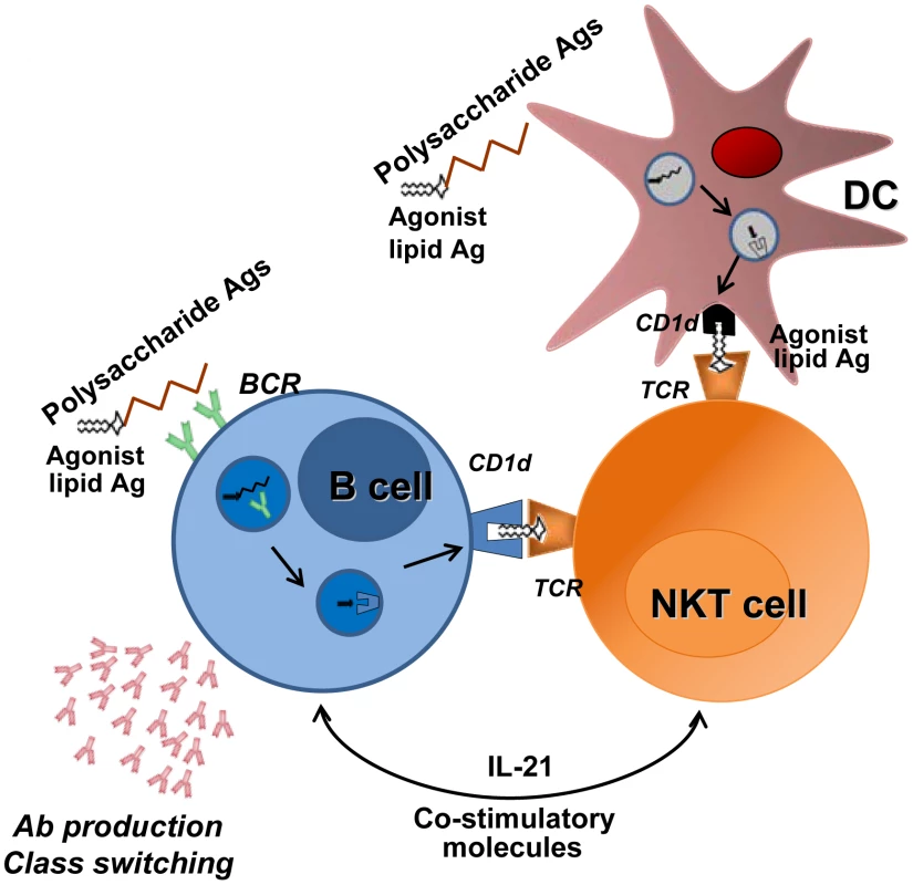 Promotion of B cell responses by cognate NKT cells help.