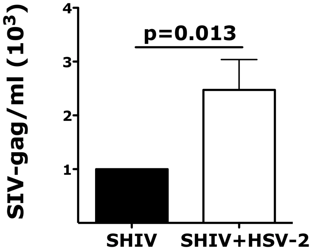 Vaginal tissues infected ex vivo with HSV-2 are more susceptible to SHIV infection.