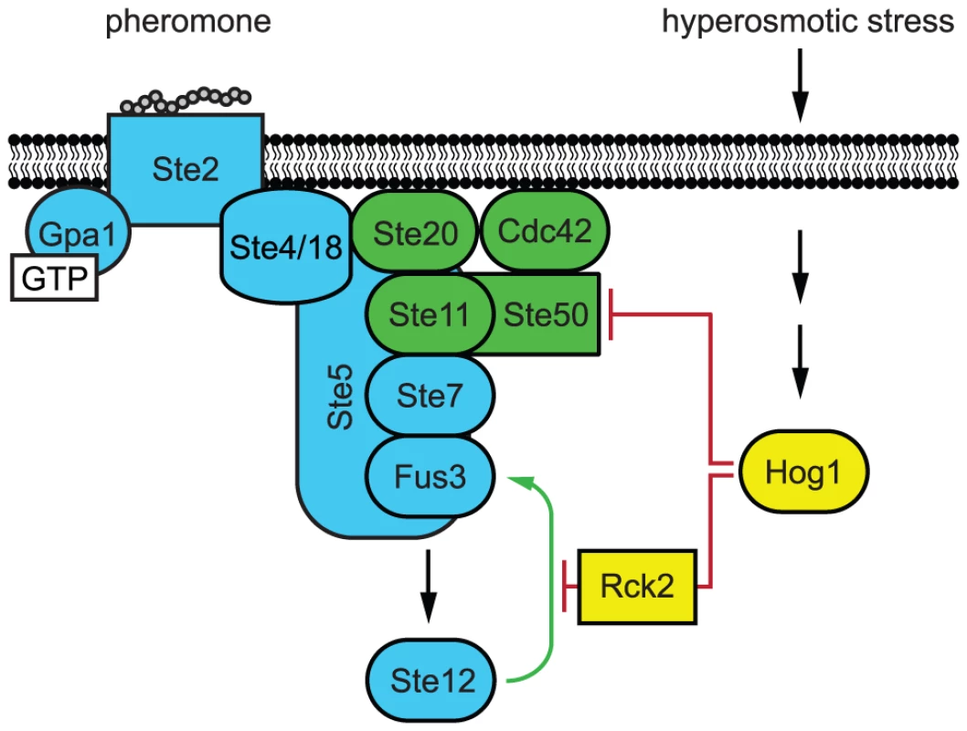 Model of Hog1 pathway cross-inhibition.