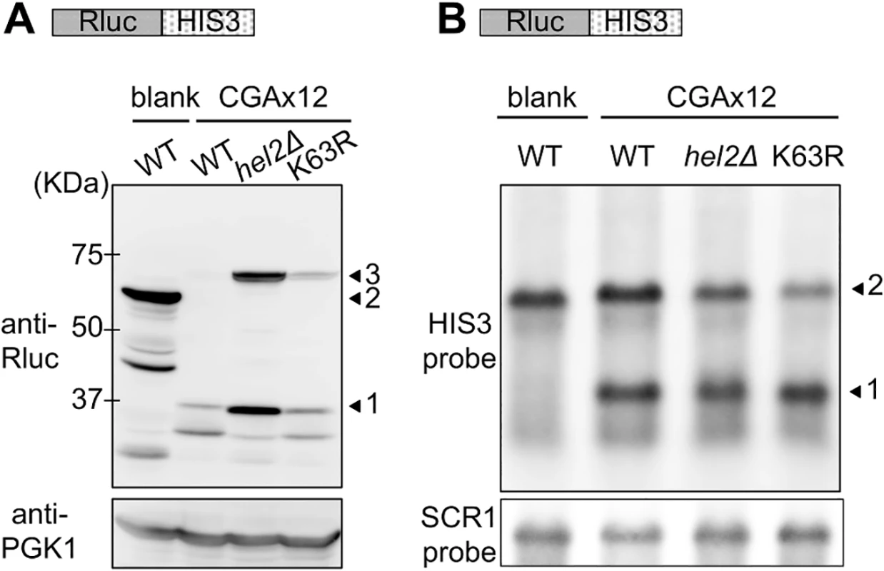 Comparison of the effects of Hel2 deletion and K63R expression on protein and mRNA levels in stalled translation.