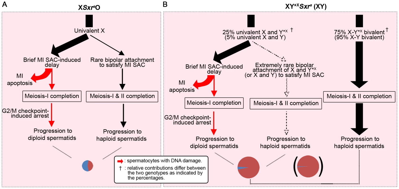 A combined MI SAC and G2/MII checkpoint model to explain the consequences of the male-specific apoptotic response to spermatocytes with univalent chromosomes at MI.