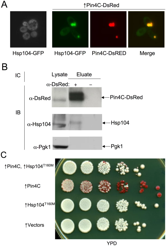 Overexpressed Pin4C sequesters Hsp104 from the cytoplasm.