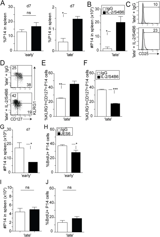 The availability of IL-2 signals impacts the differentiation of 2° CD8 T cells.