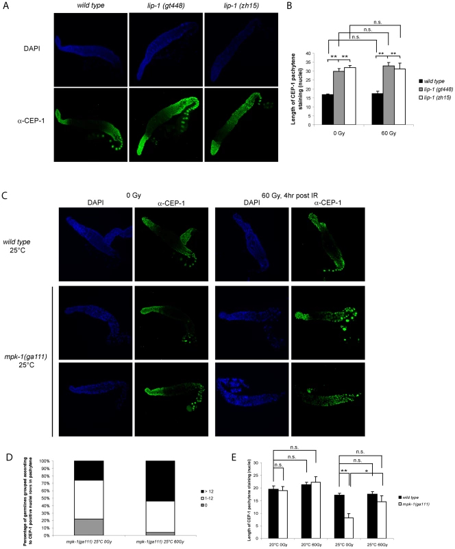CEP-1 germline expression is affected by MPK-1 signaling.