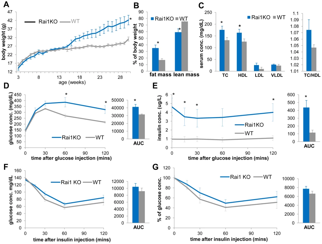 <i>Rai1<sup>+/−</sup></i> mice (blue) are obese, have increased TC, HDL, and display reduced insulin sensitivity compared to WT mice (gray).