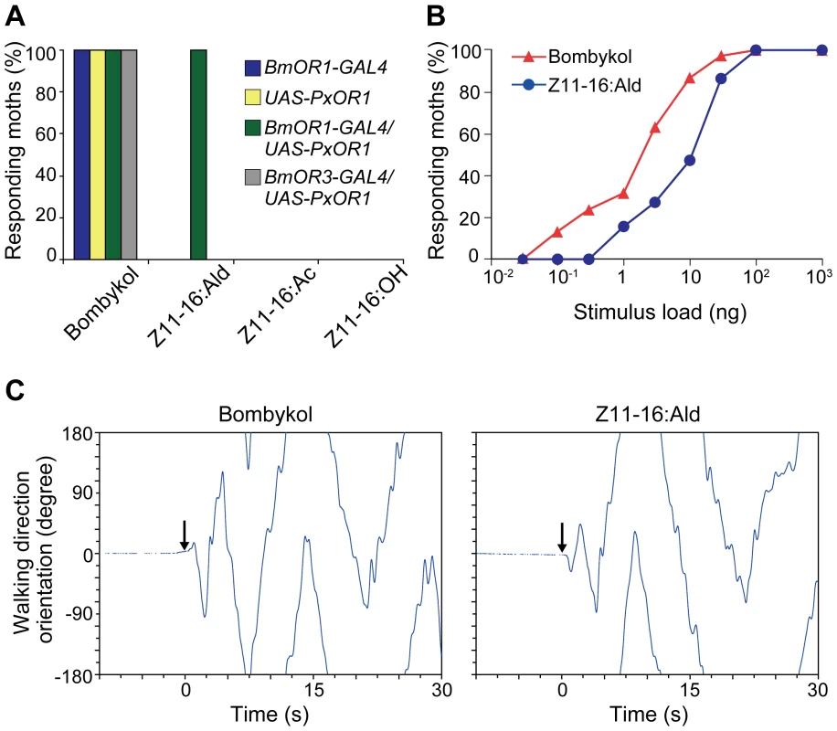 PxOR1-expressing males exhibit pheromone-orientation behavior in response to Z11-16:Ald stimulation.