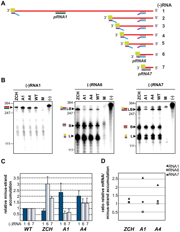 Minus-strand RNA accumulation is also modulated by mutations in nsp1.