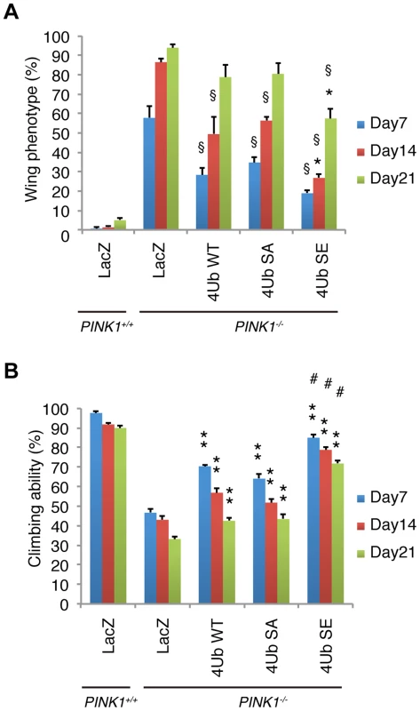 Mitochondrial phospho-mimetic polyUb chain improves the PINK1 phenotypes in <i>Drosophila</i>.