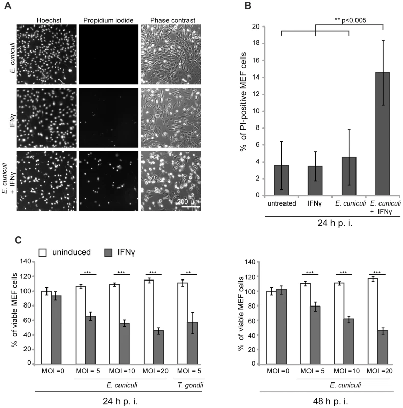 <i>E. cuniculi</i> infection triggers IFNγ-dependent host cell death.