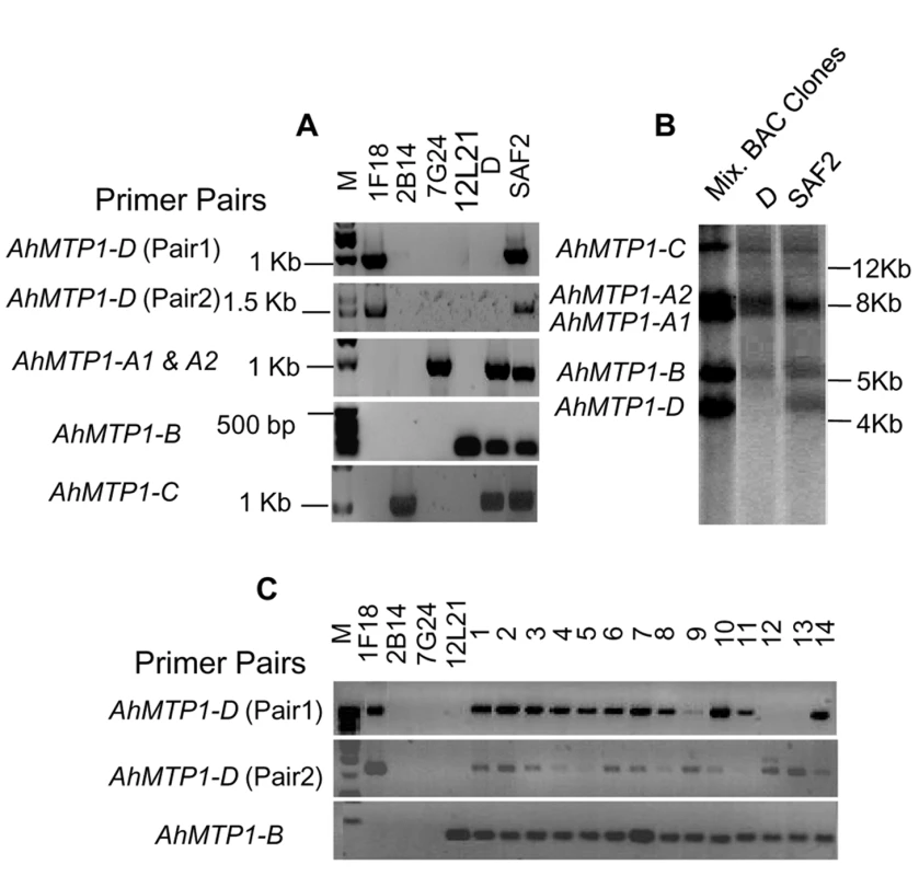 Analysis of the presence of the <i>MTP1-D</i> paralogue in different <i>A. halleri</i> genotypes.
