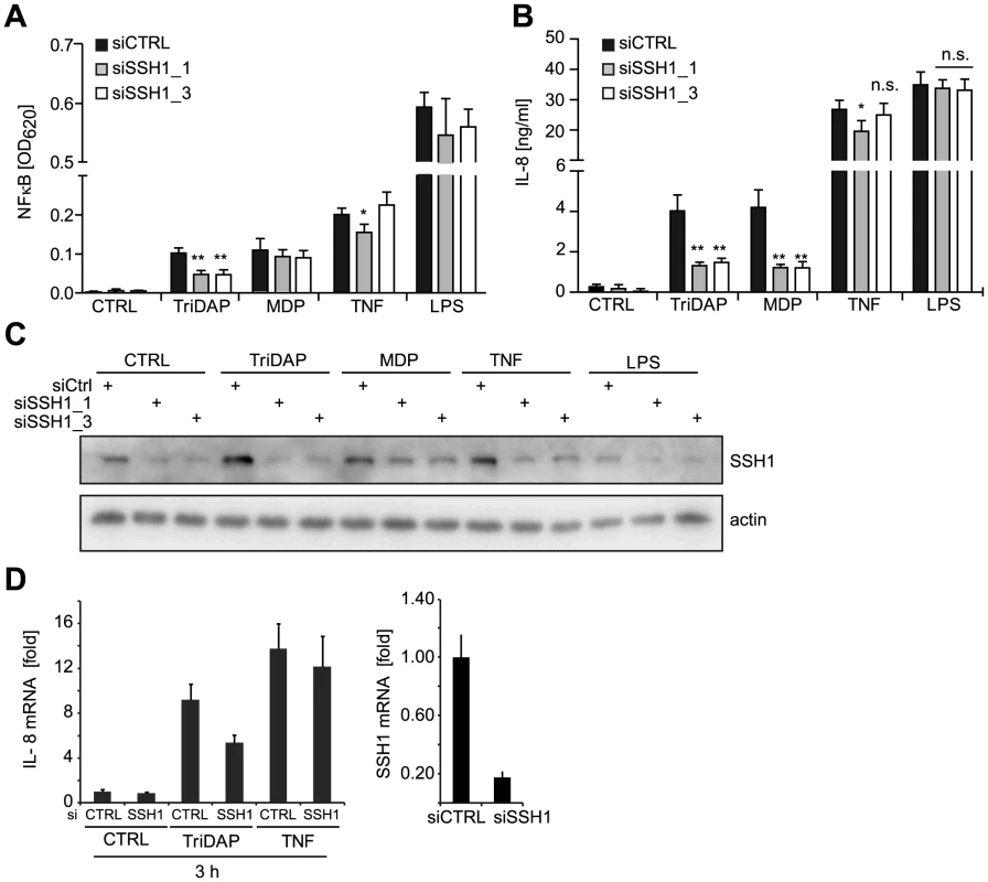 SSH1 is essential and specific for NOD1-mediated signaling.