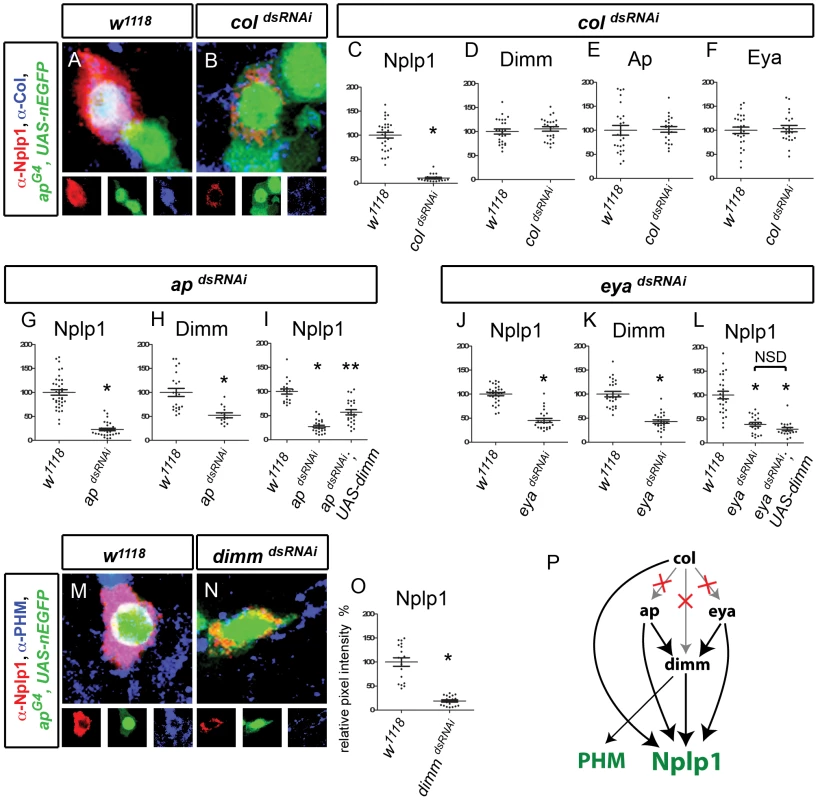 Transcriptional regulation of Nplp1 in adult Tv1 neurons.
