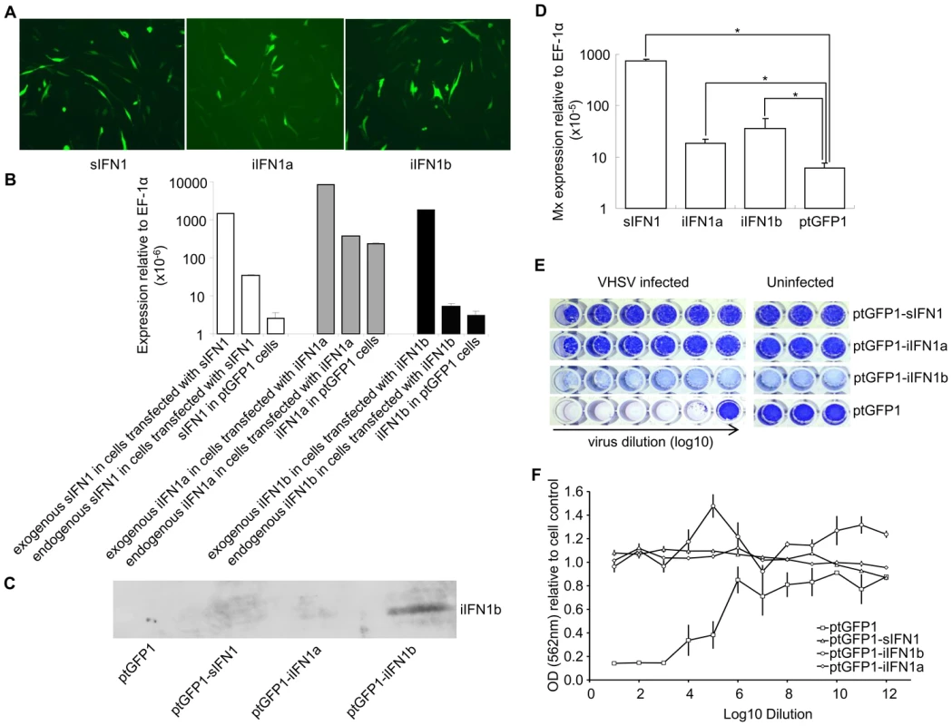 Overexpression of iIFN1a and iIFN1b in RTG-2 cells enhances resistance to viral infection.