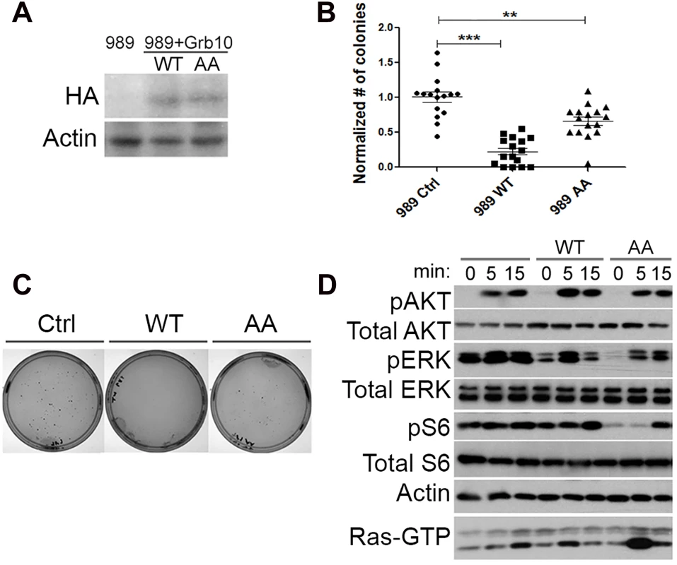 <i>Grb10</i> expression reduces soft agar colony formation by <i>Nf1</i> mutant tumor cell line.