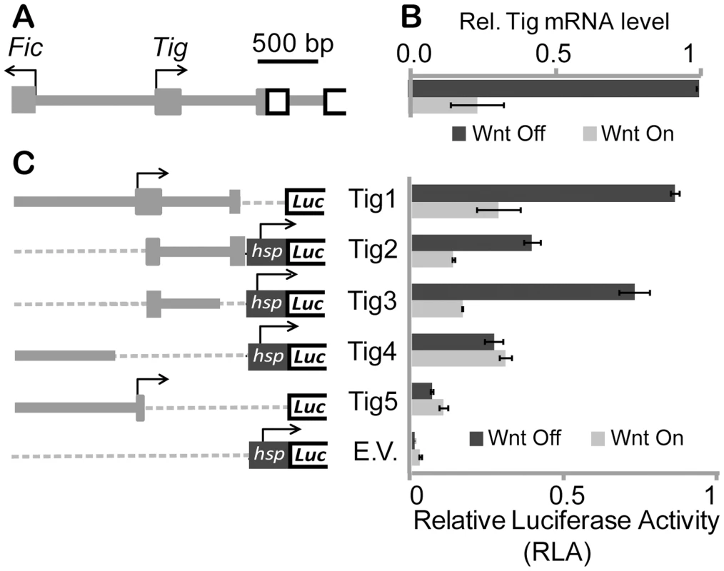 Characterization of <i>Tig</i> cis-regulatory information in Kc cells.