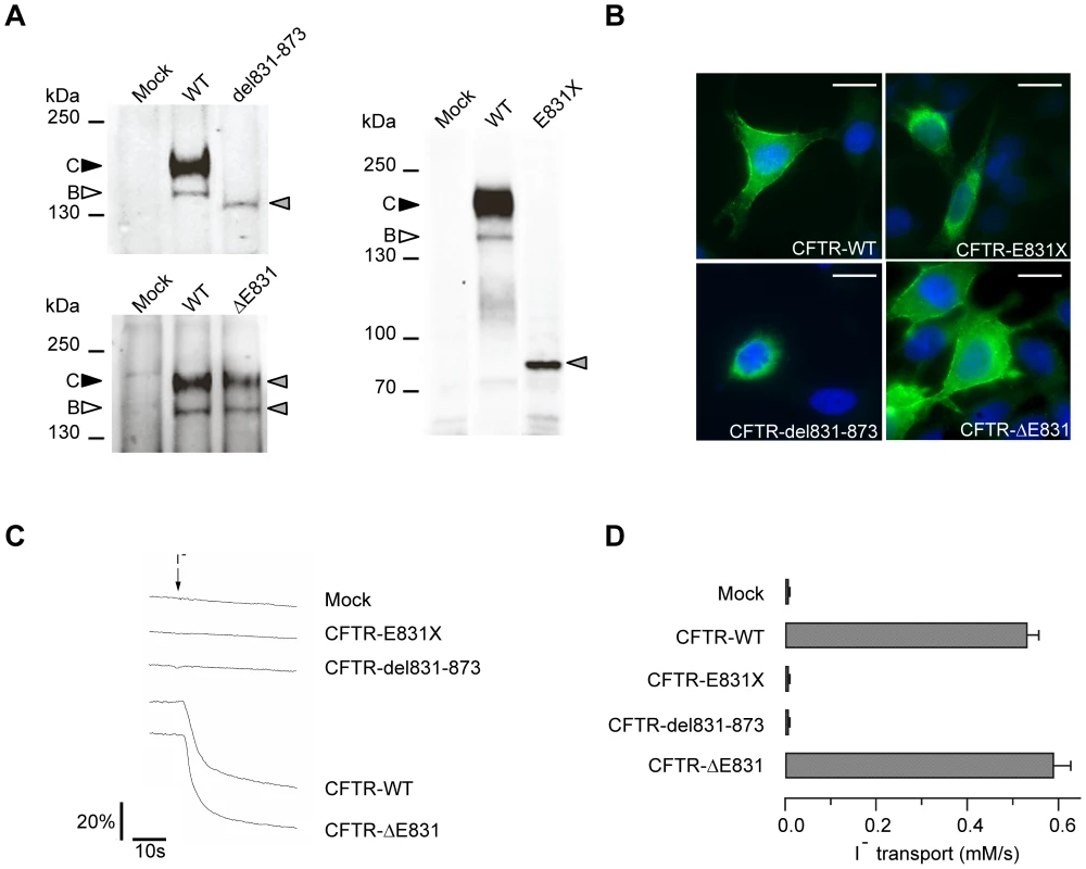 Characterization of the three CFTR mutant proteins.