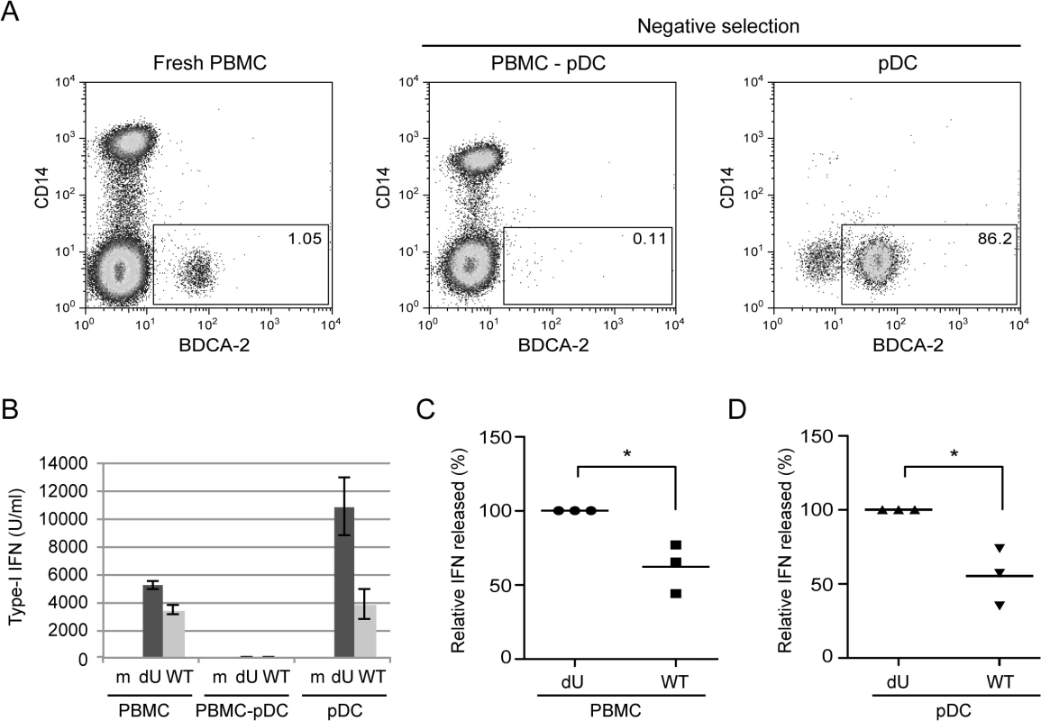 Vpu attenuates IFN-I production upon sensing of HIV-infected cells by pDCs.