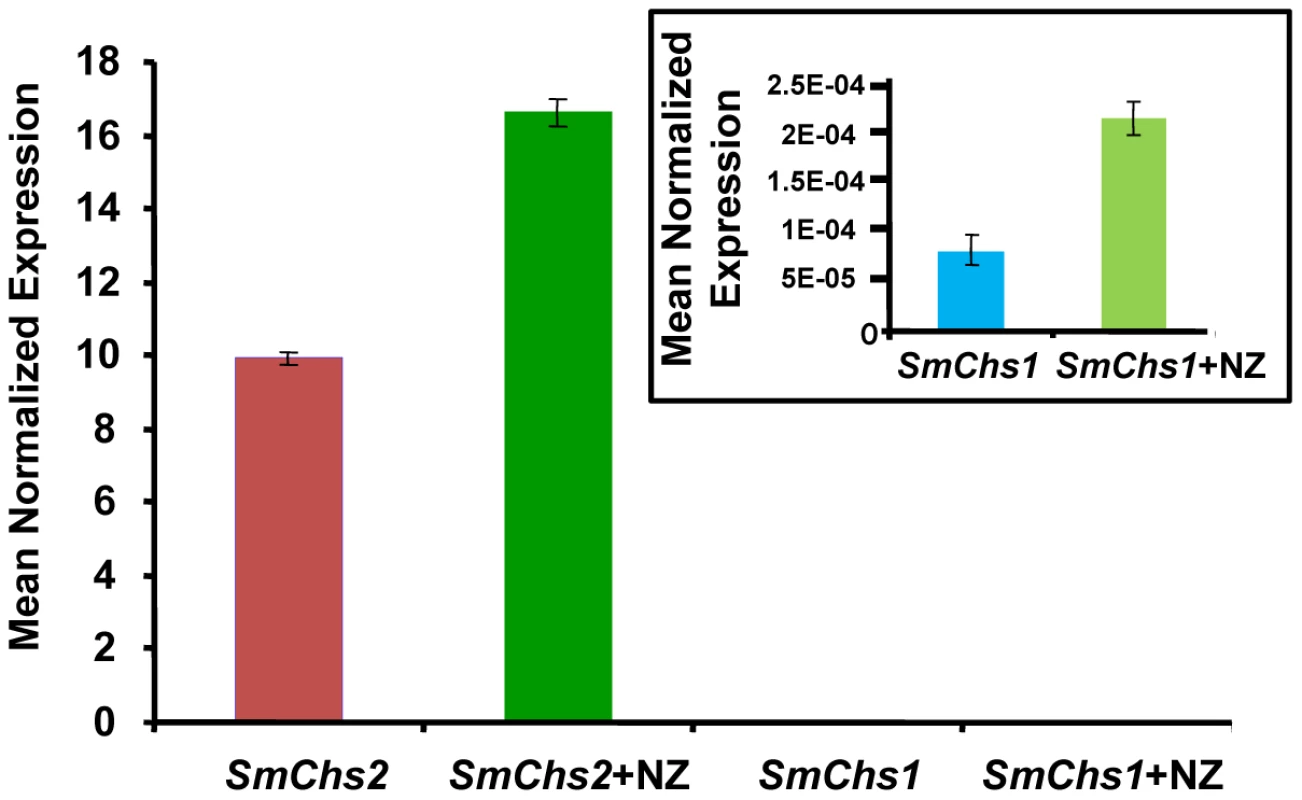 Expression analysis of <i>SmChs1</i> and <i>SmChs2</i> in <i>S. monoica</i> mycelium grown in the absence and presence of 50 µM nikkomycin Z (NZ).