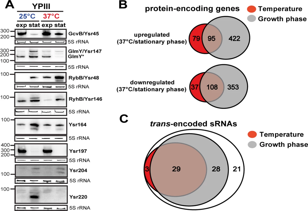 Temperature- and growth phase-responsive protein-encoding genes and <i>trans</i>-encoded RNAs.