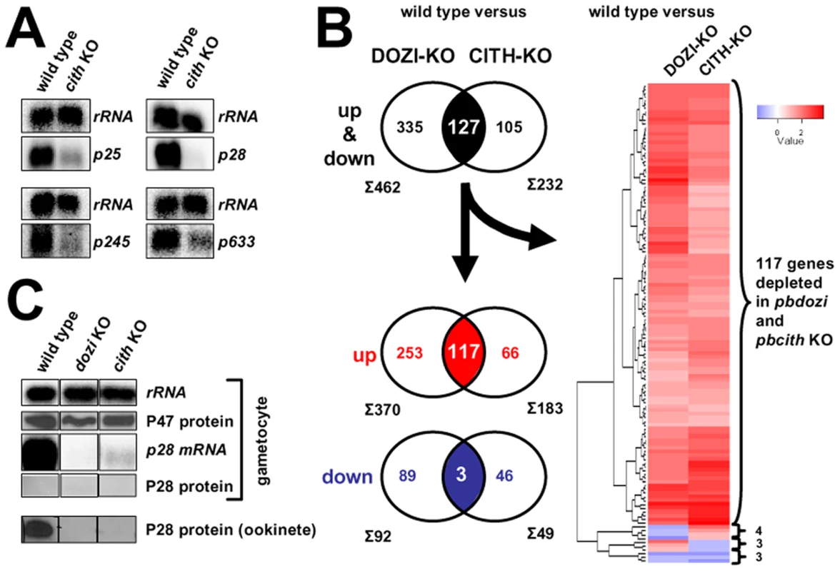 CITH and DOZI gene deletion mutant gametocytes suffer substantial mRNA loss.