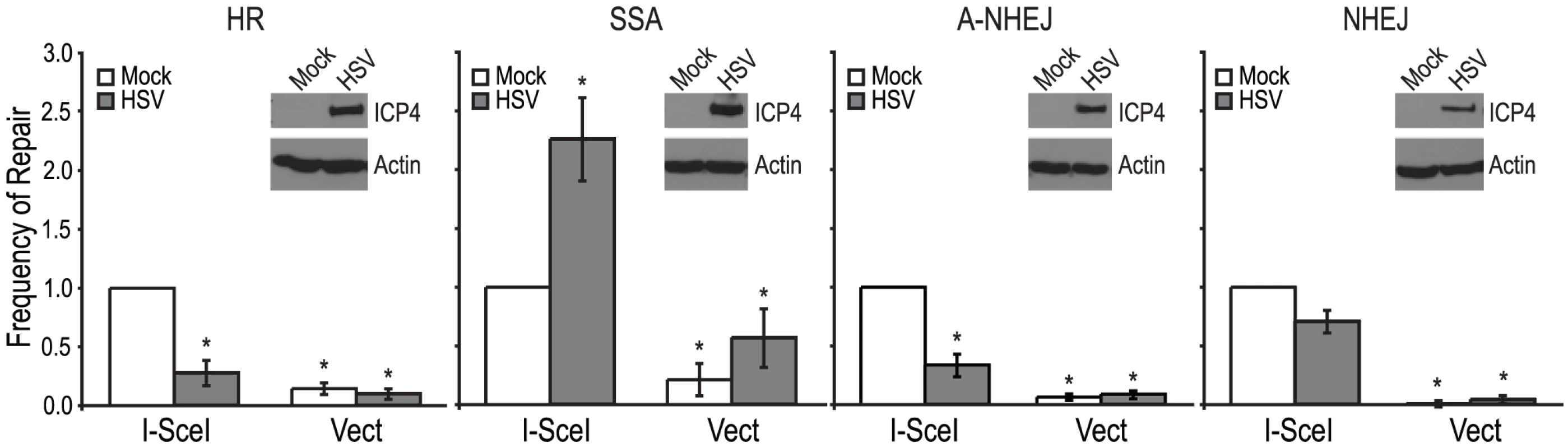 HSV infection increases SSA and inhibits HR, A-NHEJ and NHEJ.