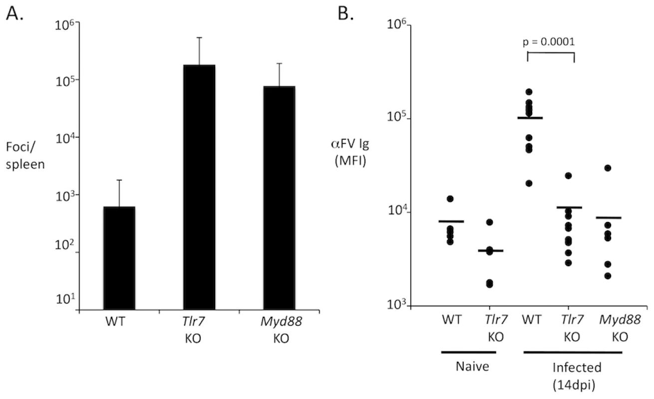 TLR7 is required for an antibody response to FV.