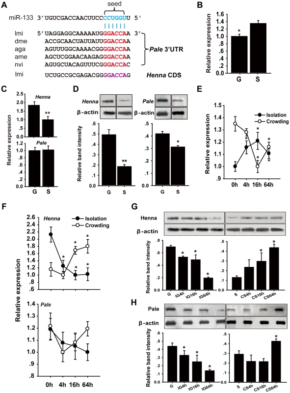 The dopamine pathway may be targeted by miR-133.