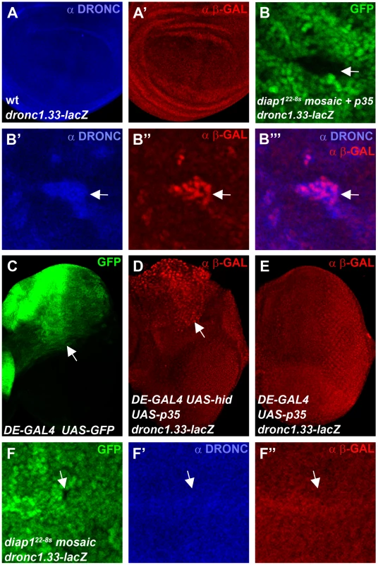“Undead” <i>diap1</i> mutant cells trigger transcription of <i>dronc</i>.