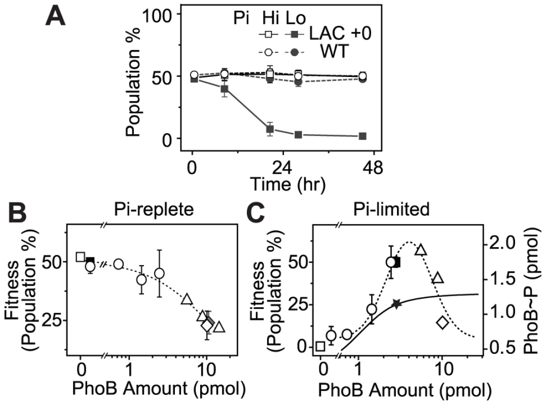 PhoB expression levels correlate with cell fitness in continuous competition assays.