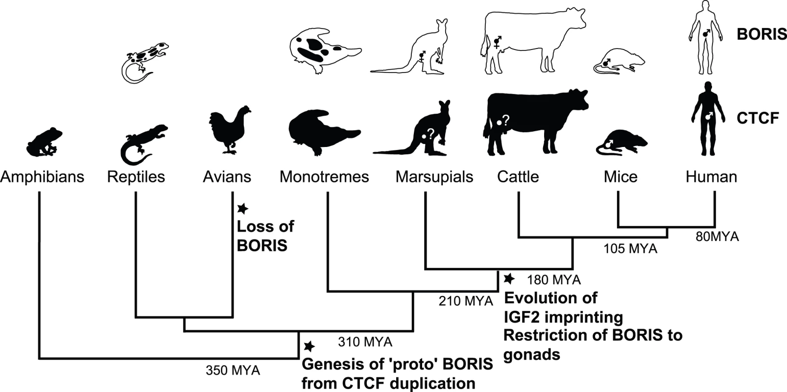 Proposed model of <i>CTCF</i> and <i>BORIS</i> evolution in amniotes.