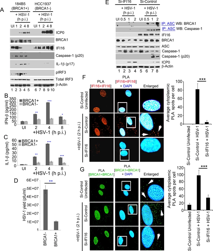A crucial role for BRCA1 on host innate immune response activation during HSV-1 infection.