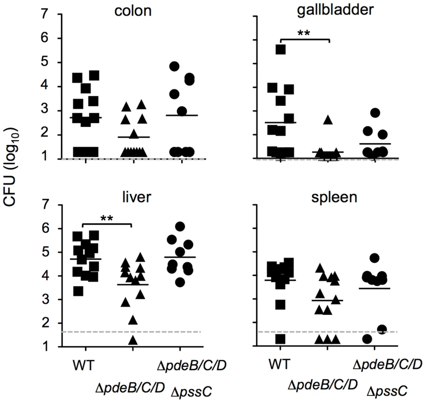 Impaired spreading of the <i>L. monocytogenes</i> Δ<i>pdeB/C/D</i> mutant to the liver and gallbladder in a foodborne model of infection.