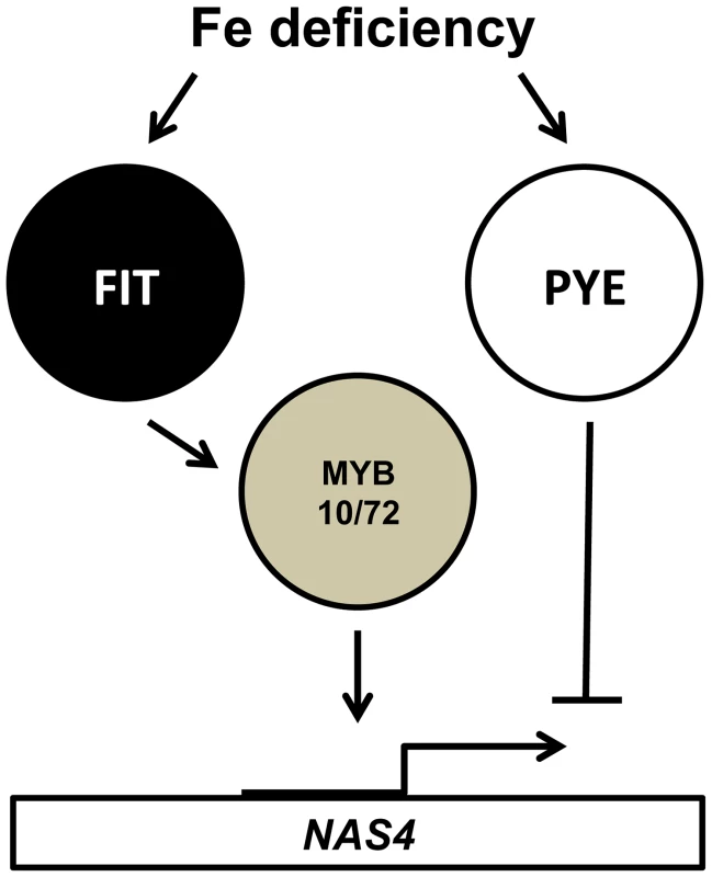 Relationship of MYB10, MYB72, FIT and PYE in the transcriptional response to iron deficiency.