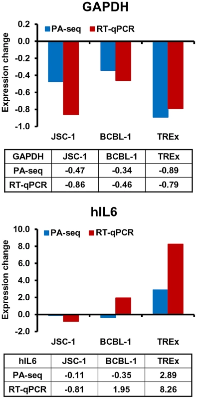 Application of PA-seq to examine the expression of host IL-6 and GAPDH during KSHV lytic infection.