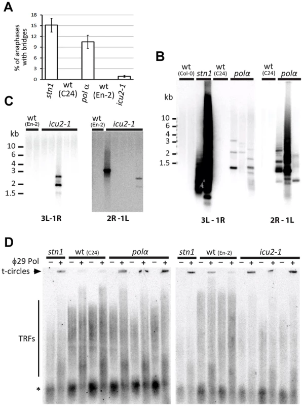 Impaired function of DNA polymerase α results in telomere deprotection.